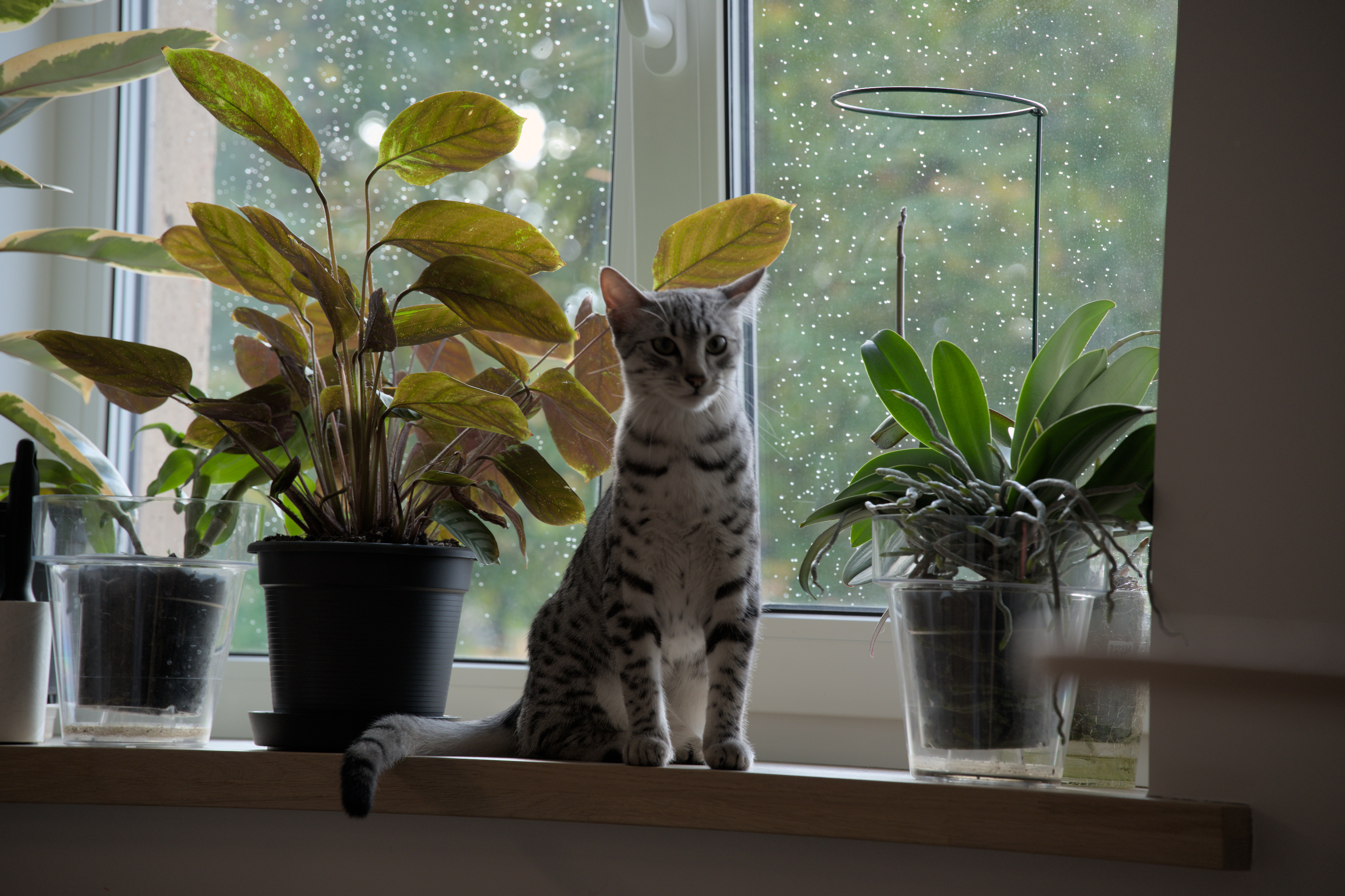 2025/10/12 - cats/DSC_0015.jpg